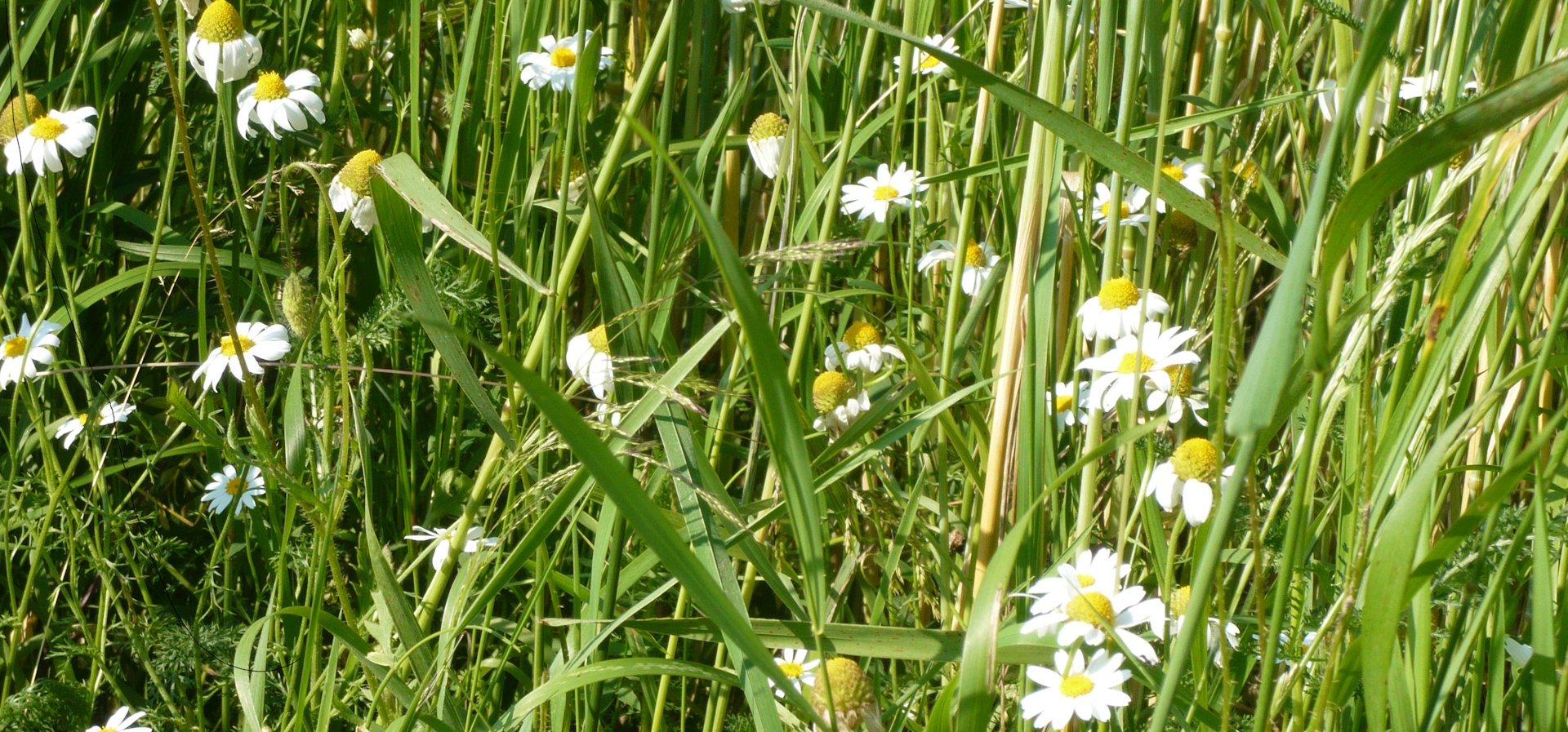 Qualitativ hochwertige Grünflächen und Vegetationsstrukture